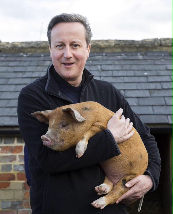 This little piggy should have gone to the free market